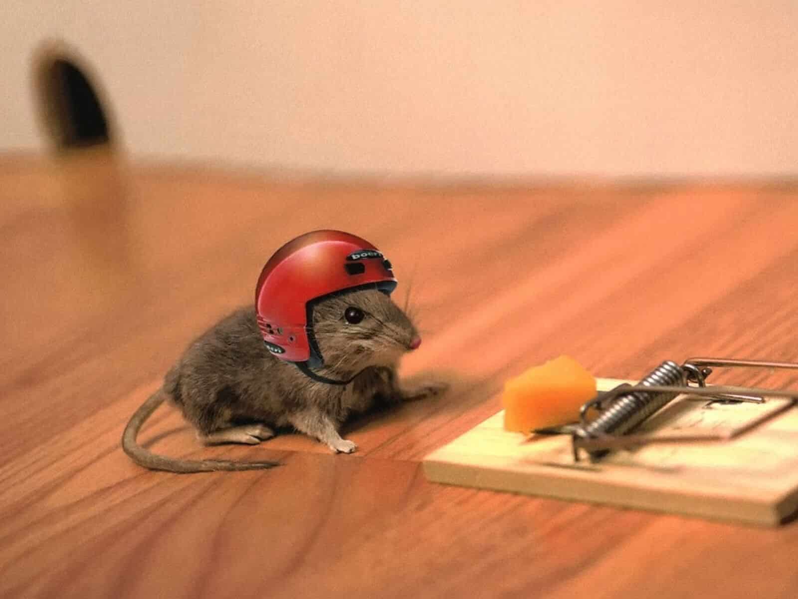 mouse cheese mouse trap helmet funny situation 1600x1200 Trader